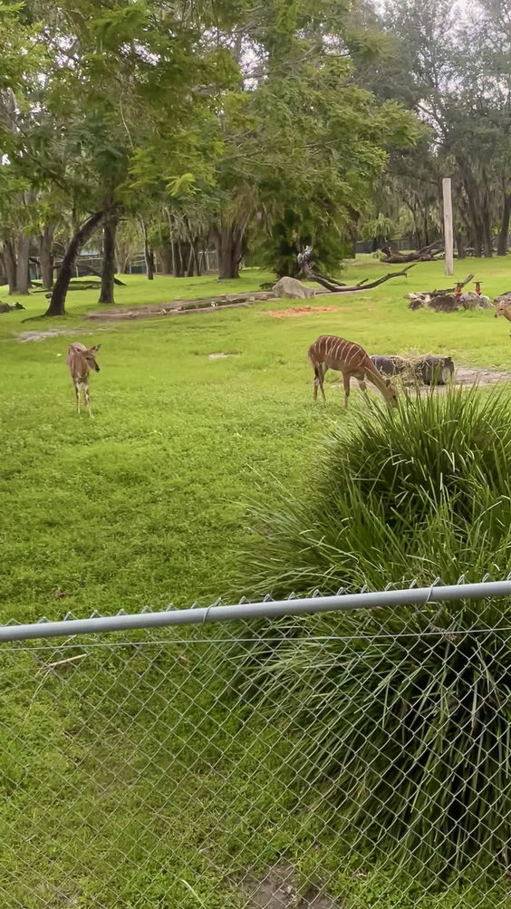 Disney's Animal Kingdom, Orlando Florida