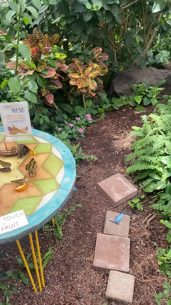Butterfly Biosphere