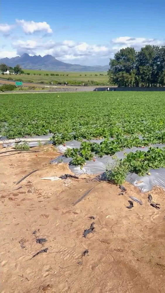 Polkadraai Strawberry Farm