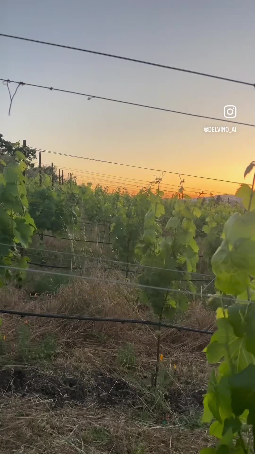 Grape Crusher Statue