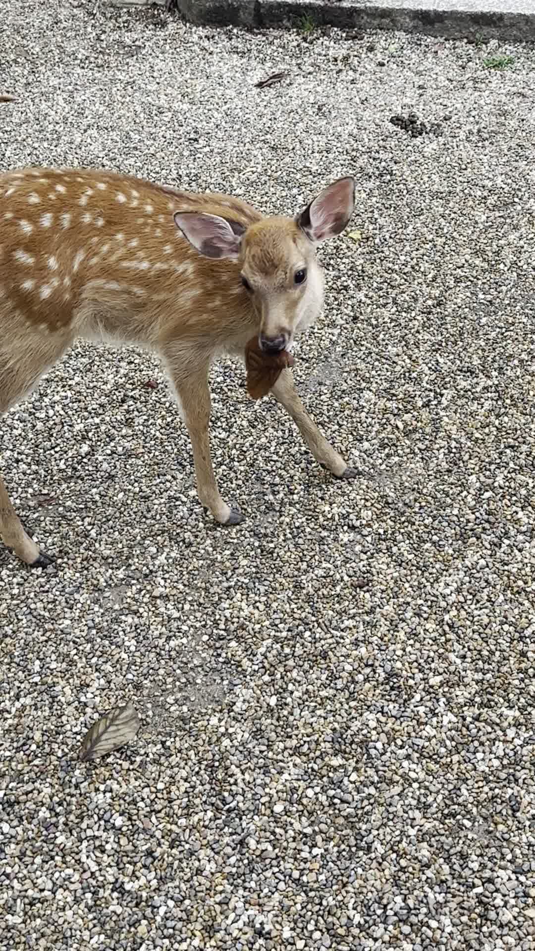 Nara Park
