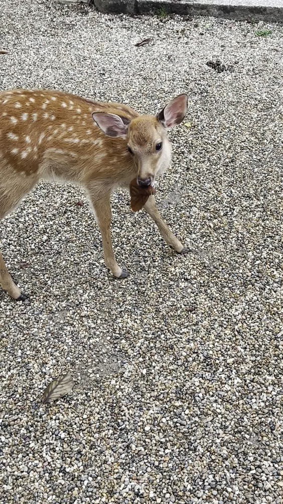 Nara Park