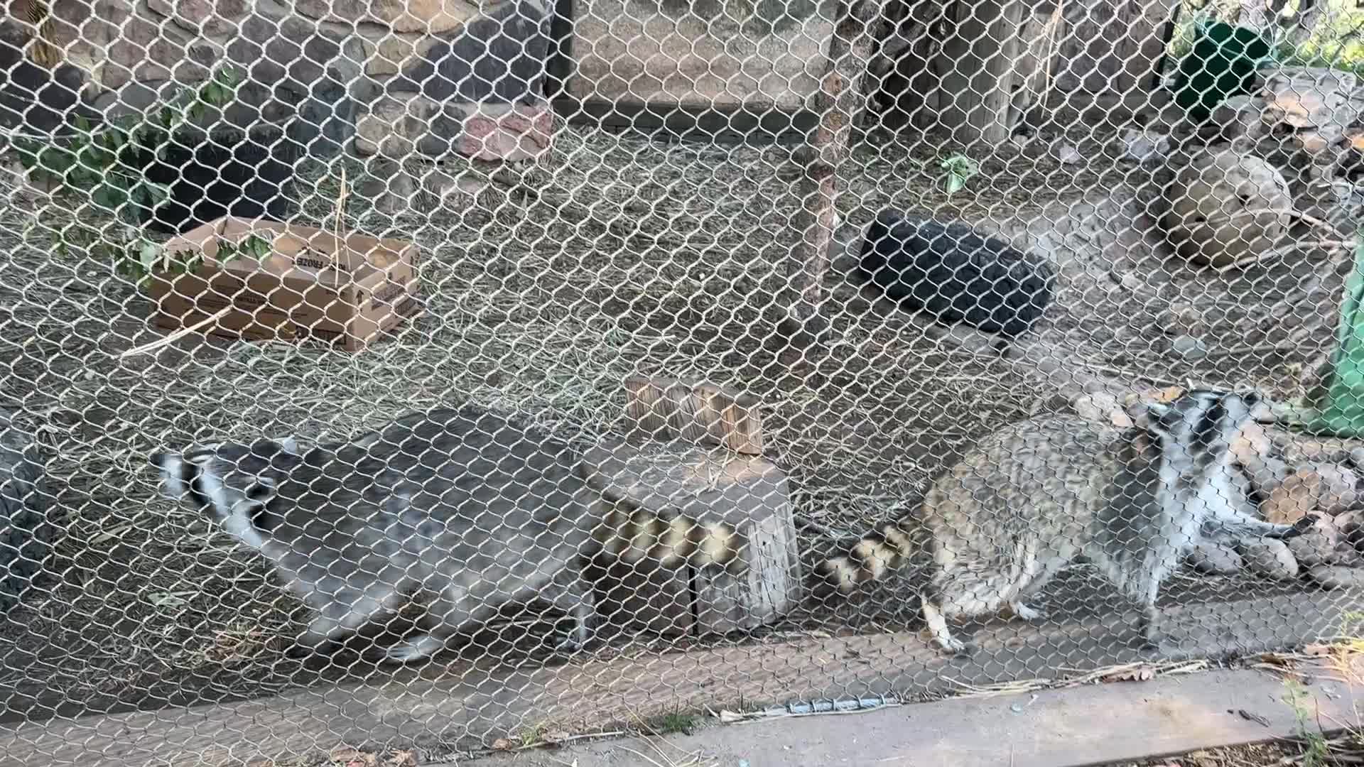 Video review of Cheyenne Mountain Zoo Primate House