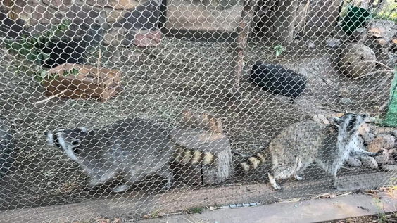 Cheyenne Mountain Zoo Primate House