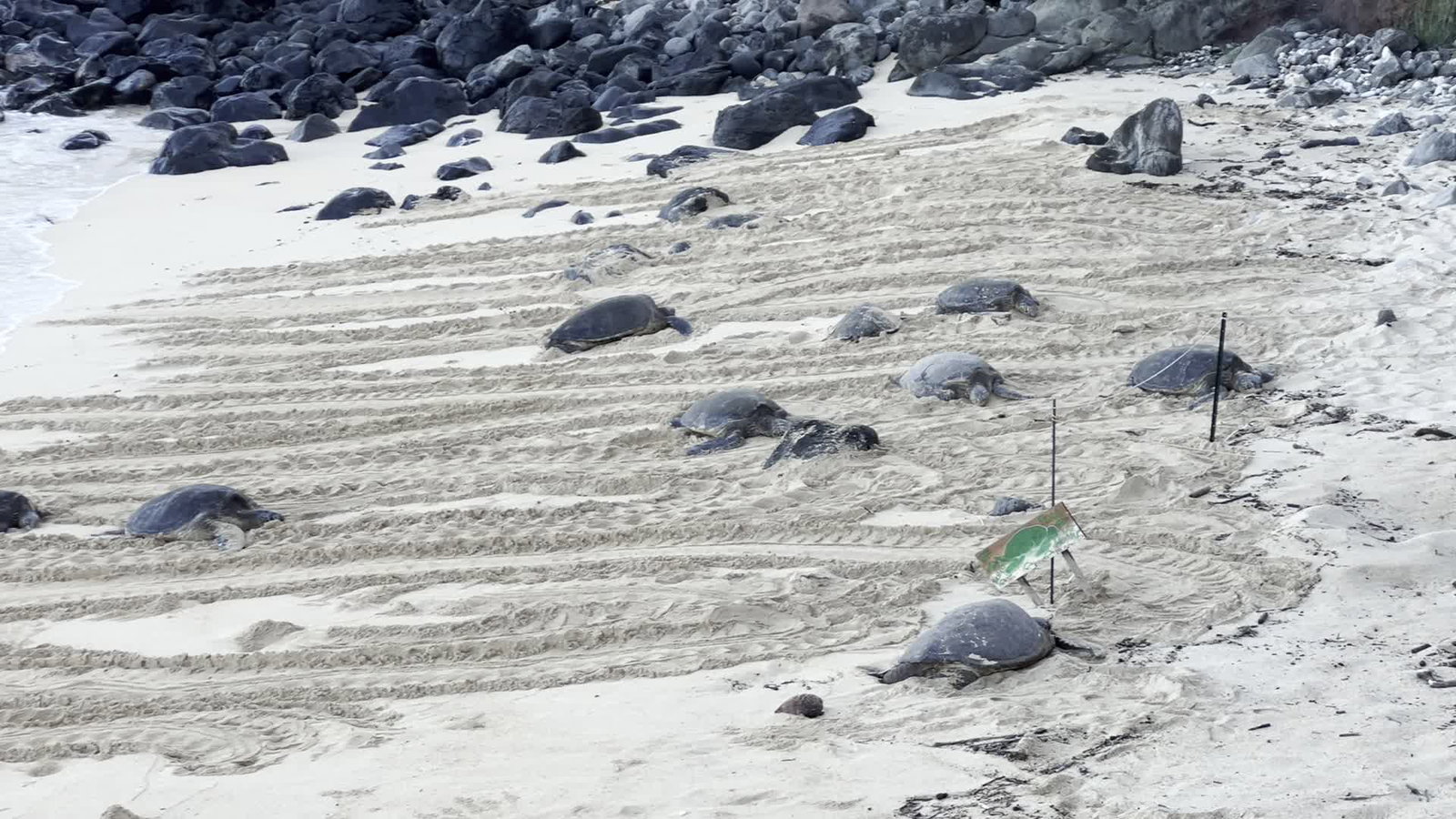 Video review of Ho‘okipa Beach Park
