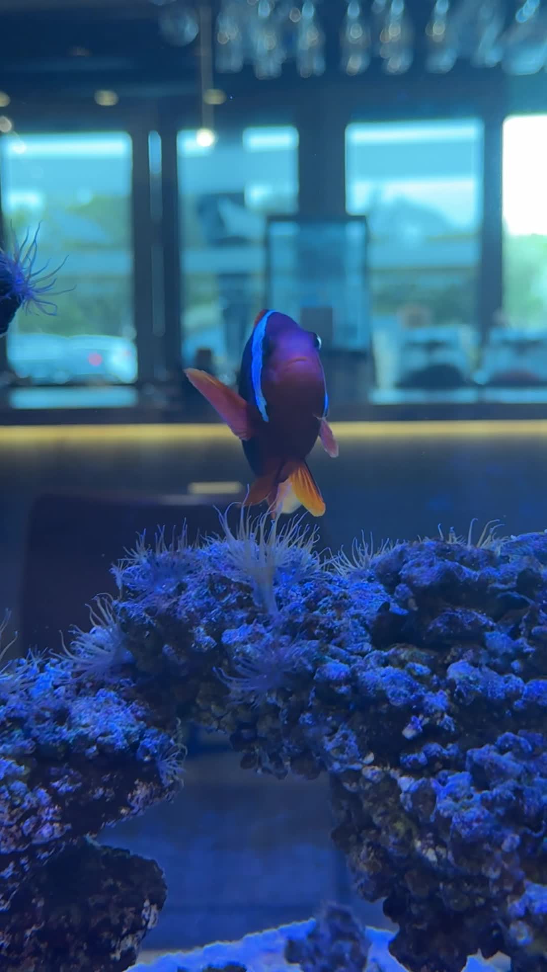 Manta
