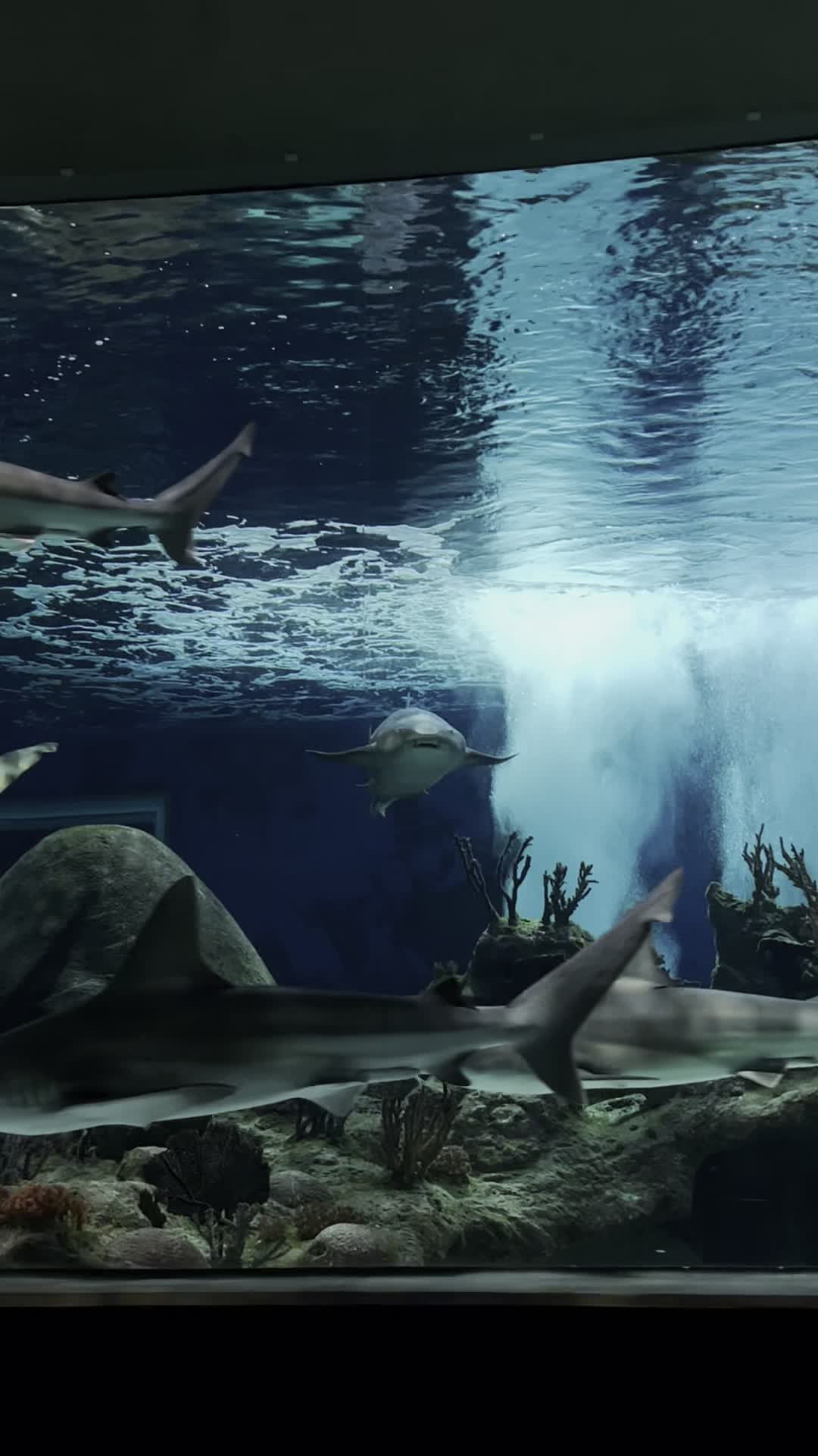 OdySea Aquarium