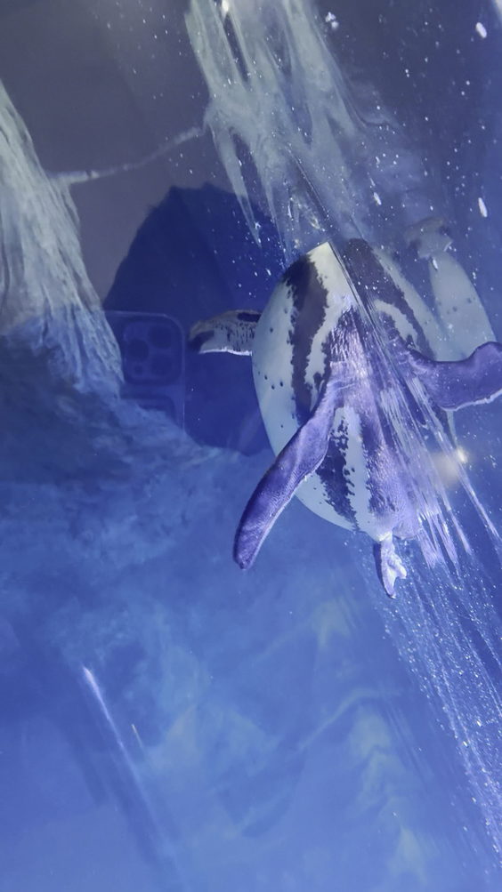 Acuario Mazatlán