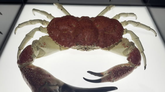 Exquisite Creatures
