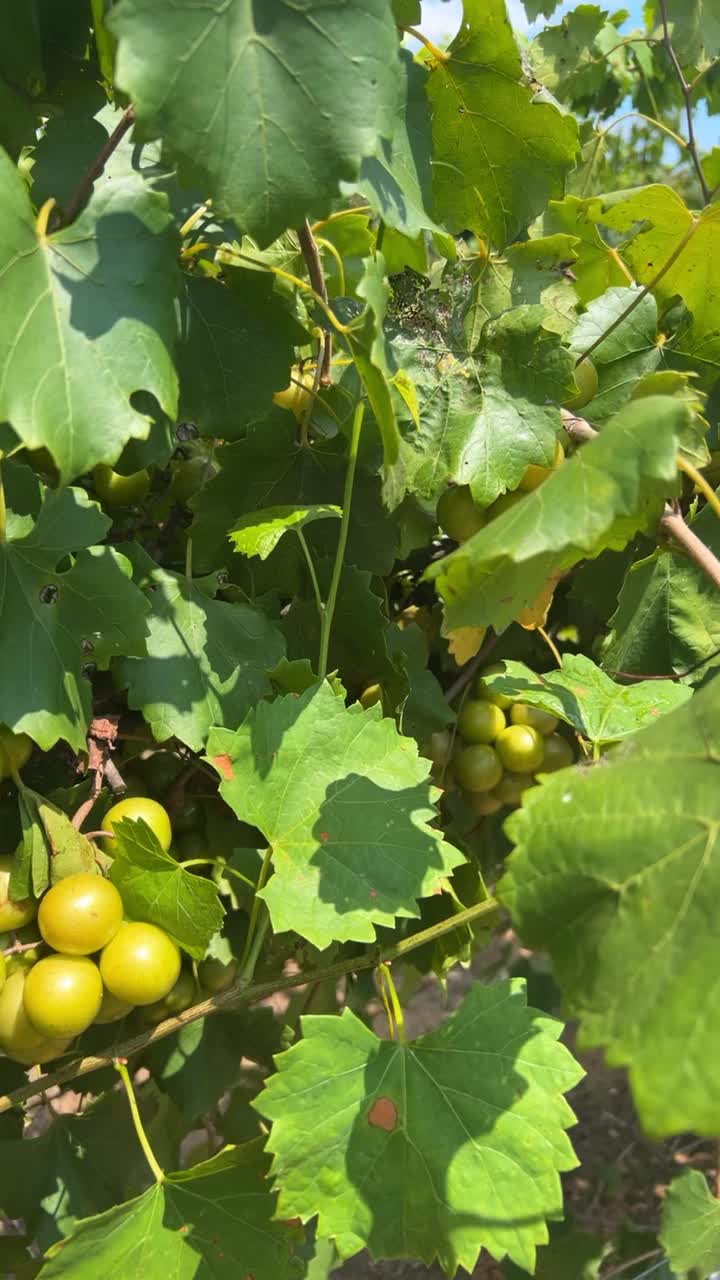 Southern Belle Farm