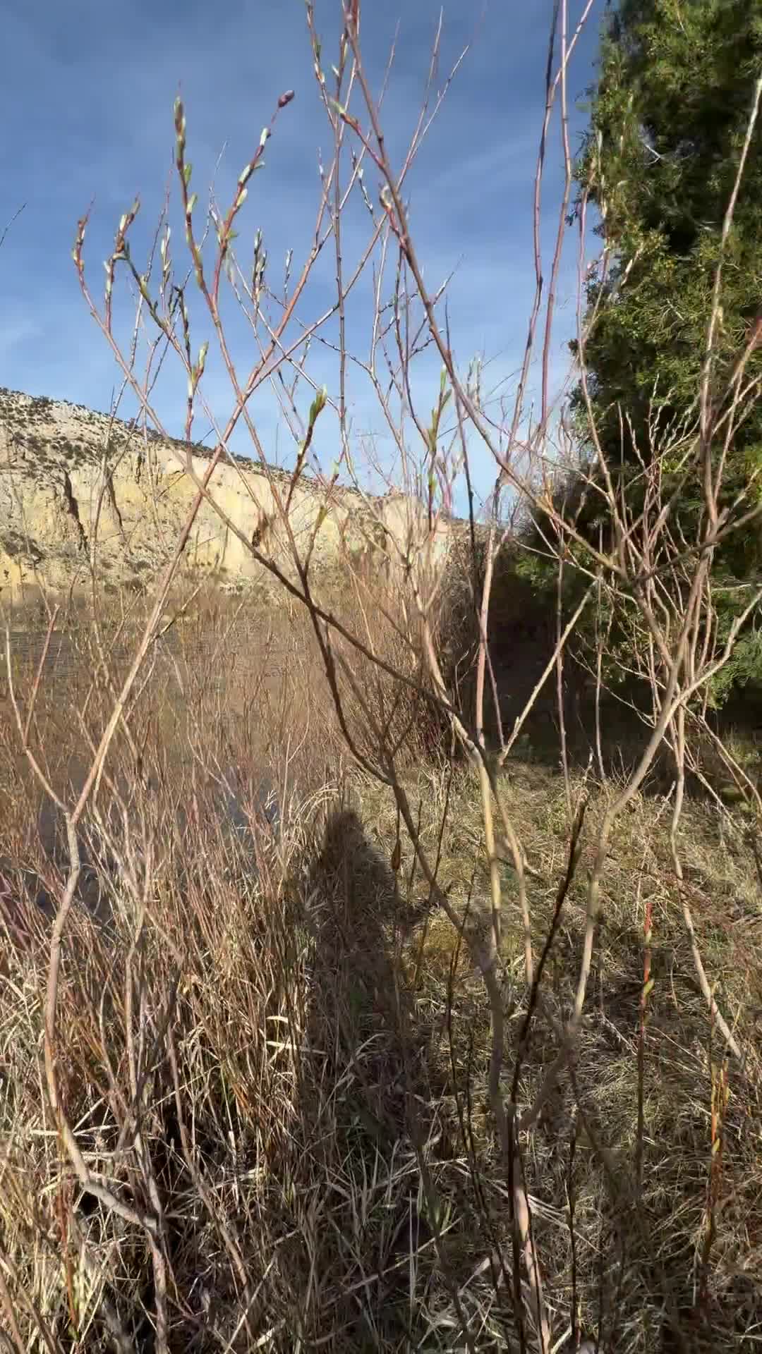 Canyon Creek