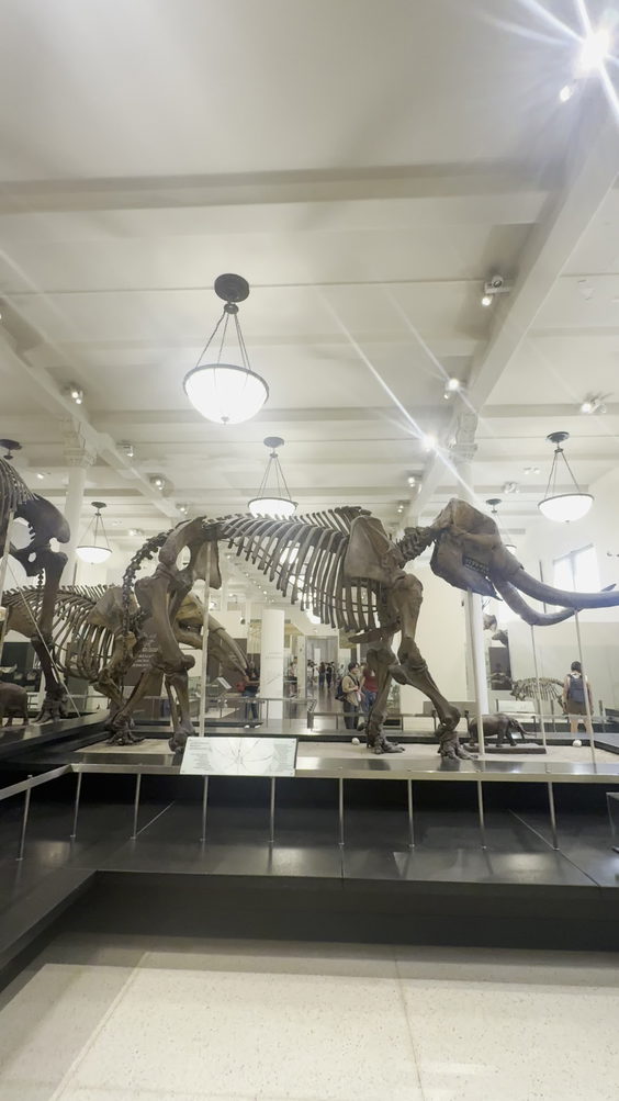 American Museum of Natural History