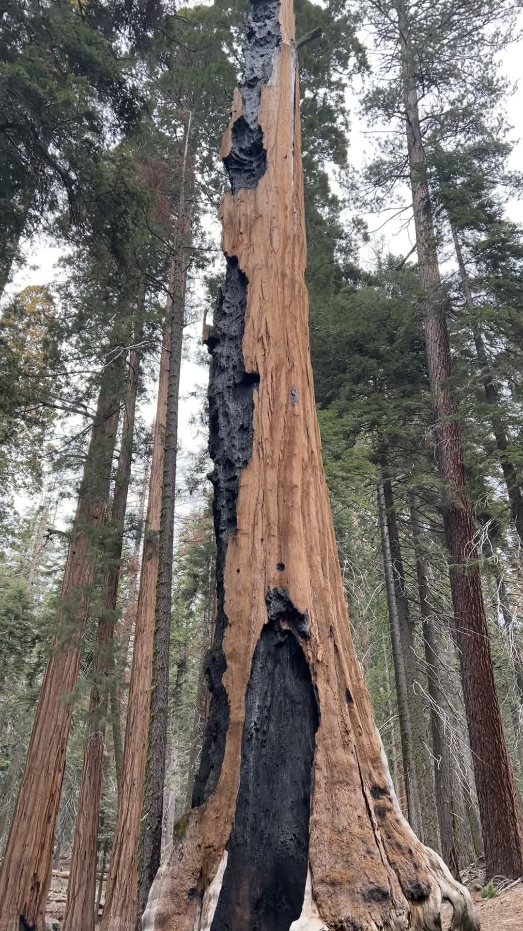 Sequoia National Park