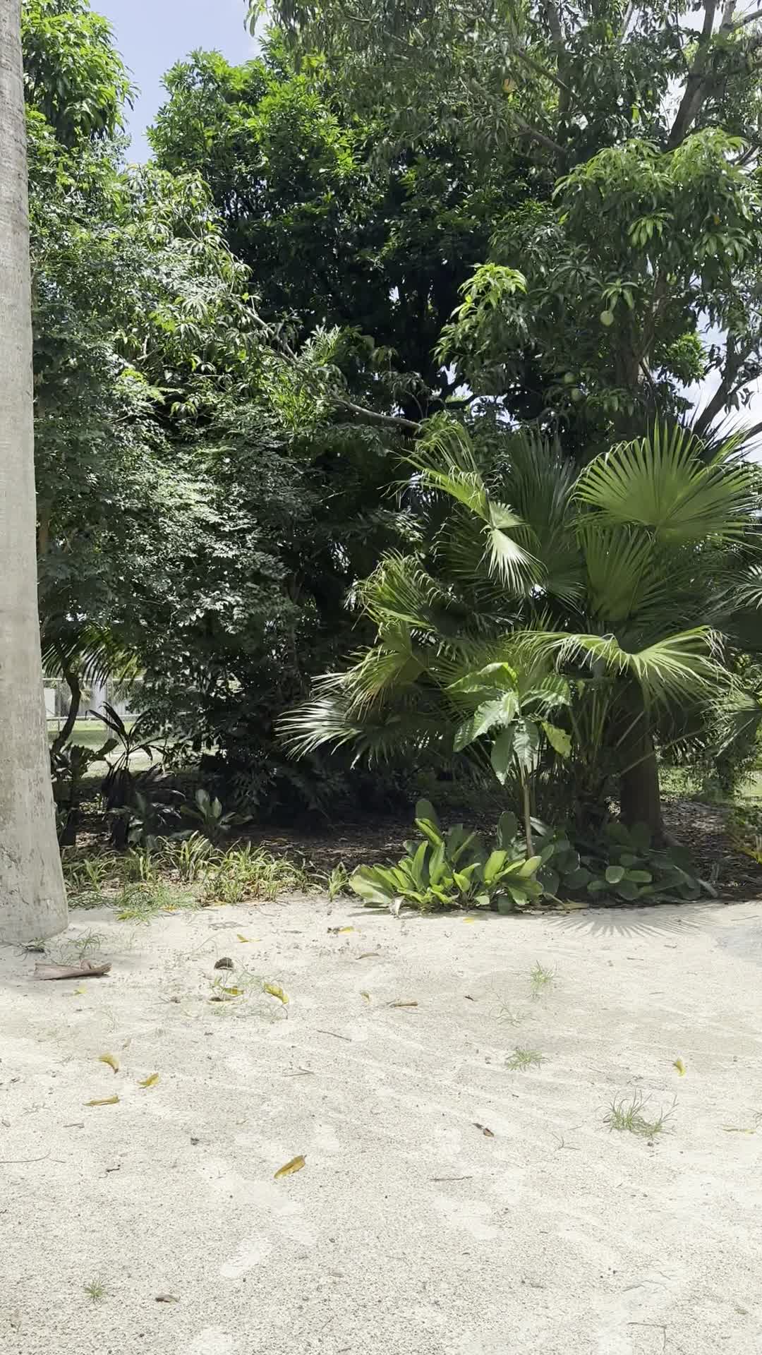 Mounts Botanical Garden