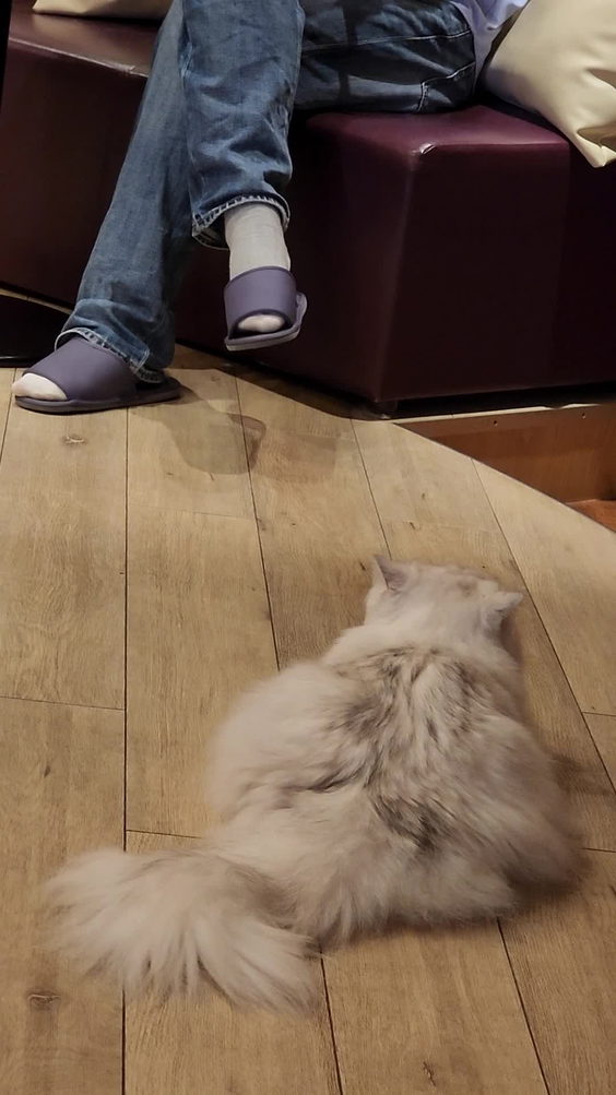 猫カフェ MOCHA