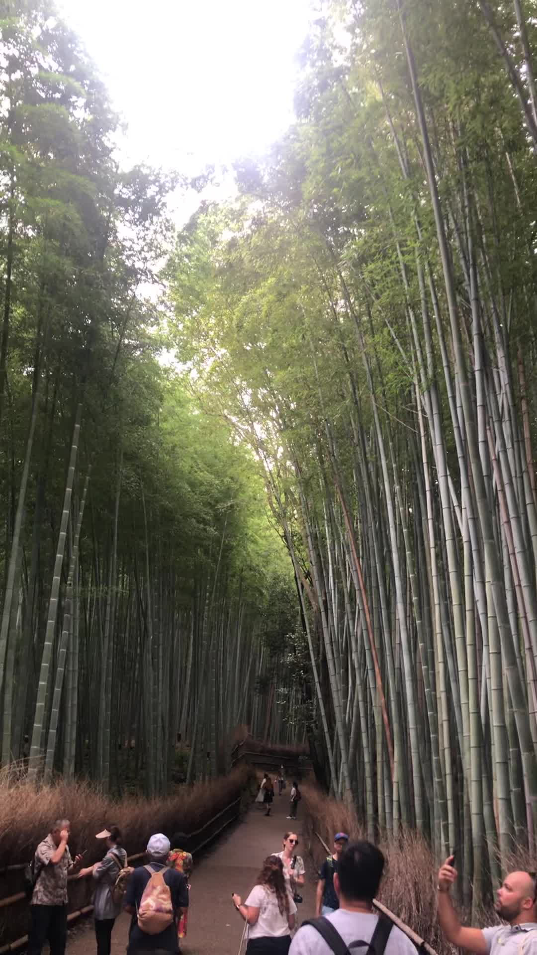 Arashiyama Bamboo Forest