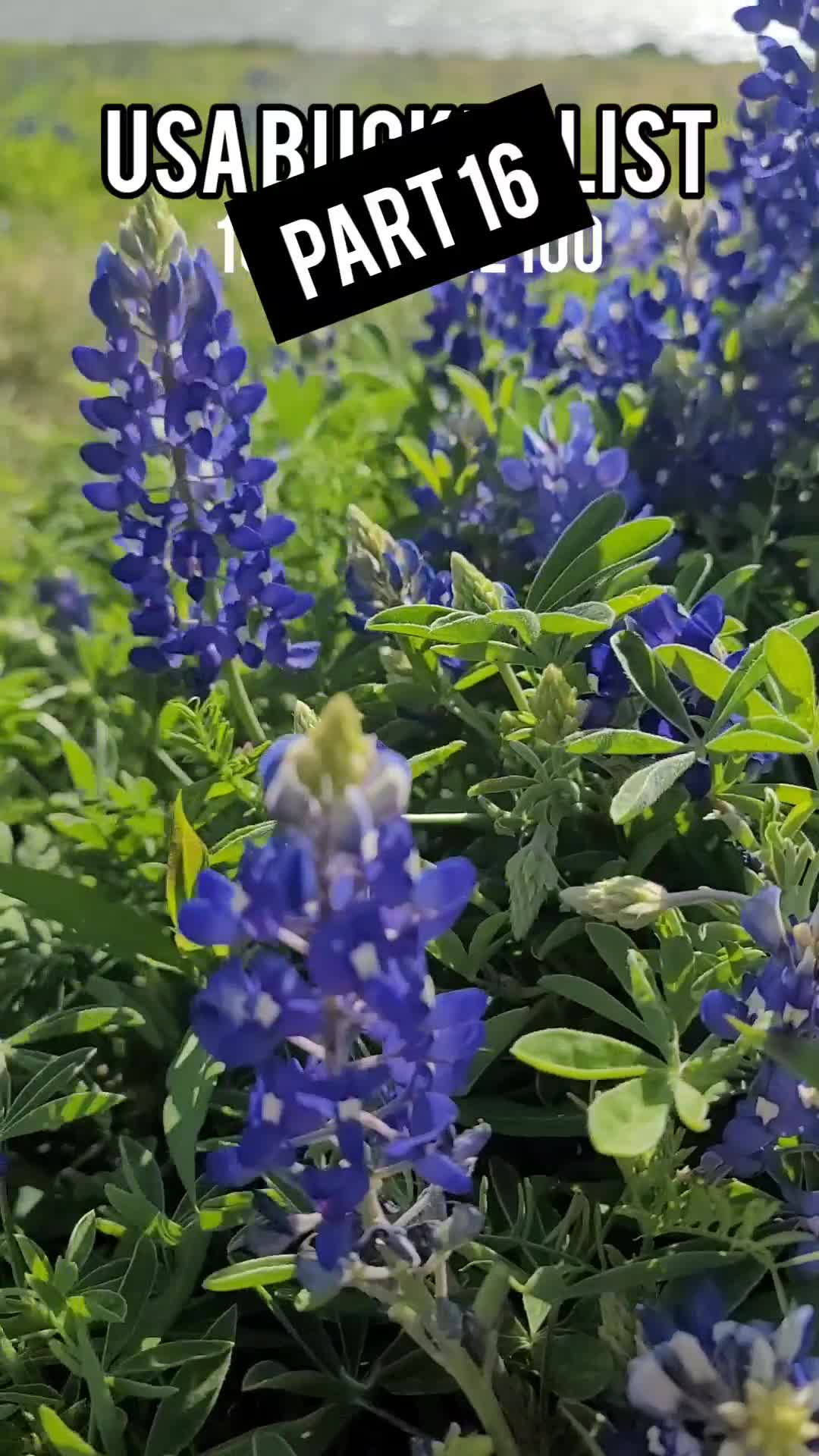 Ennis Bluebonnet Trails (an April driving route)