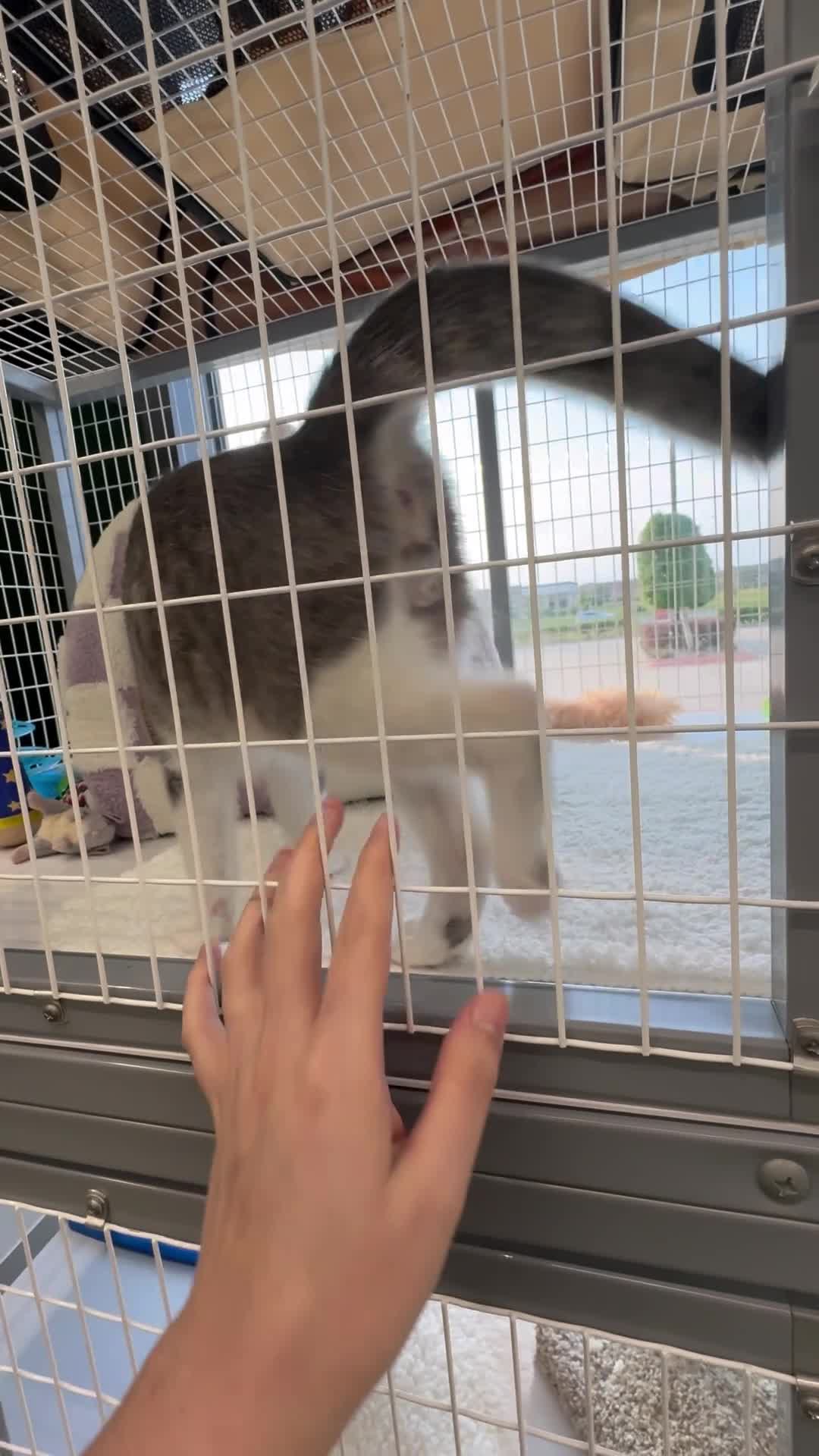Pet Supplies Plus League City