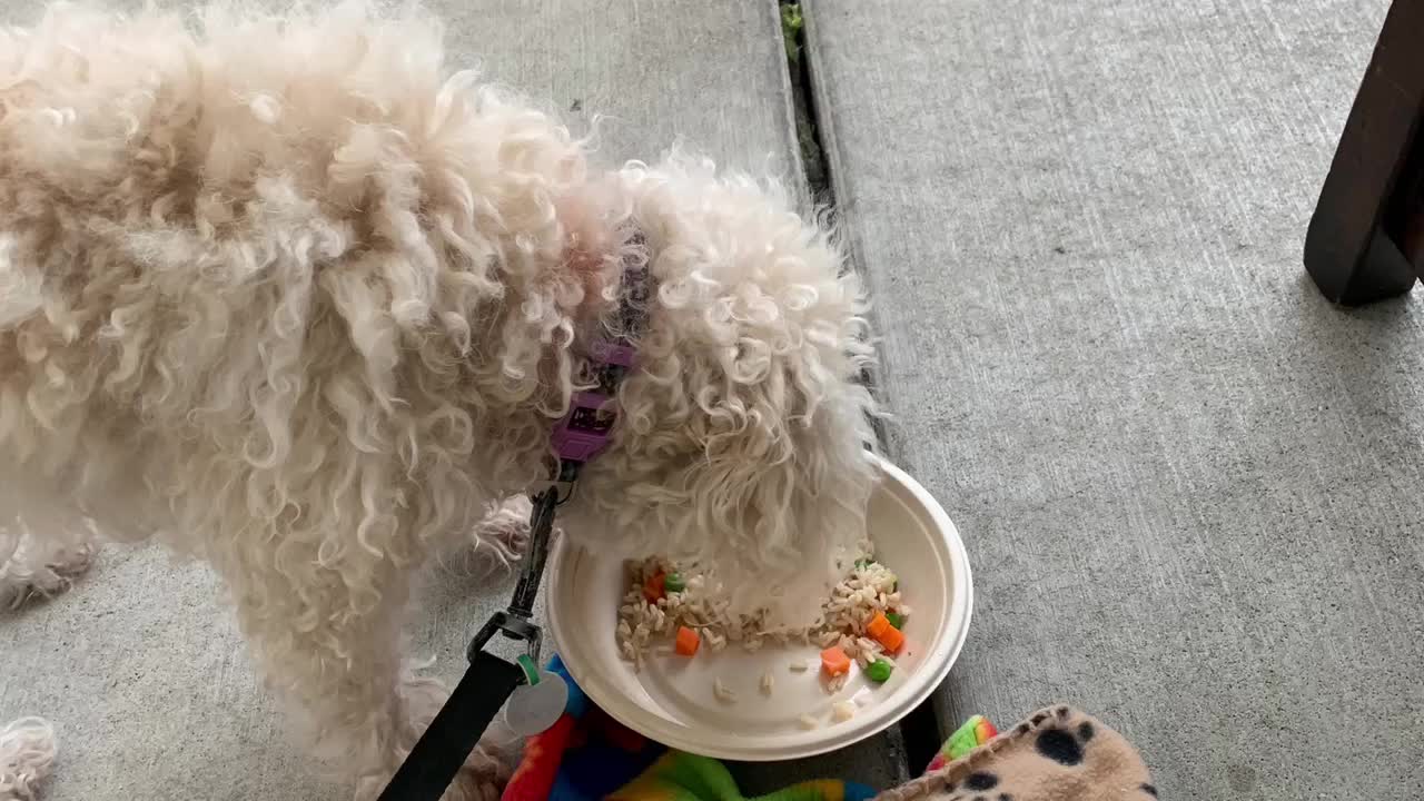 Video review of Lazy Dog Restaurant & Bar