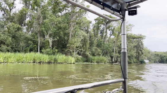 Cajun Encounters Swamp Tour