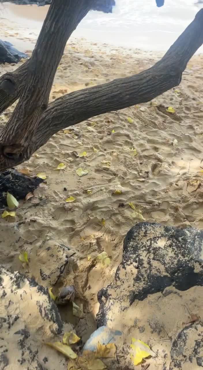 Lower PÄÊ»ia Beach