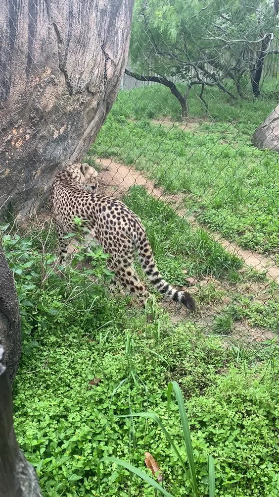 Houston Zoo