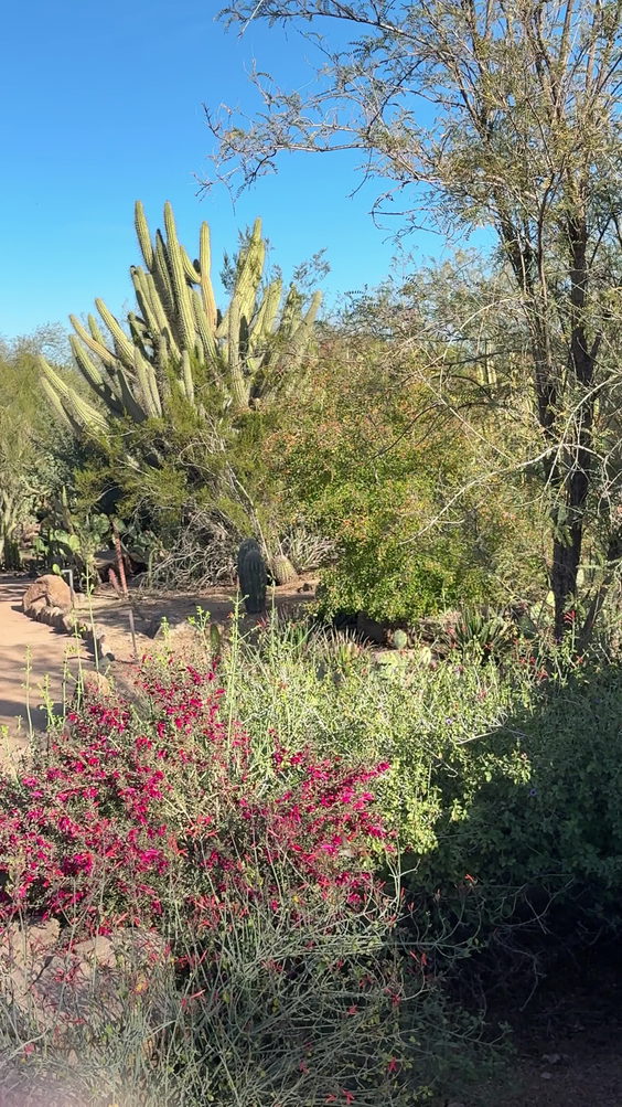 Desert Botanical Garden