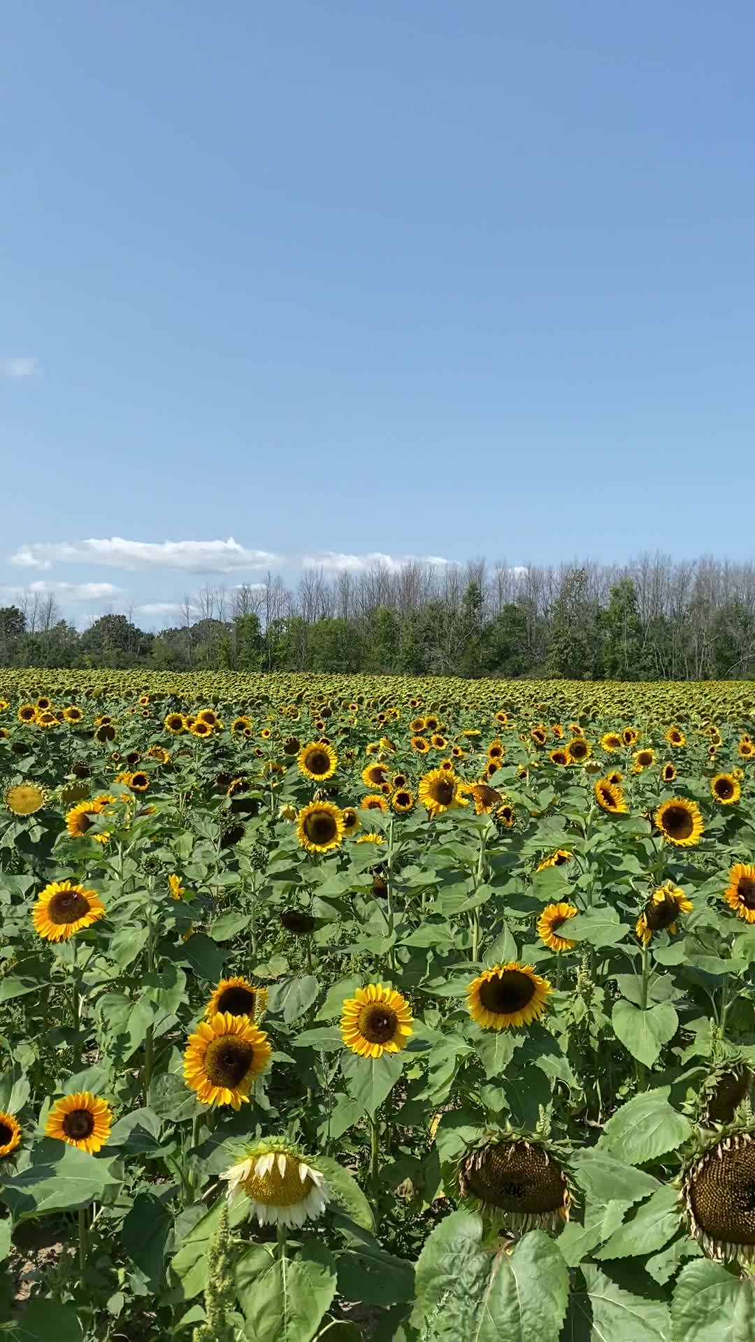 Wynn Farms (Flowers and Sunflowers)