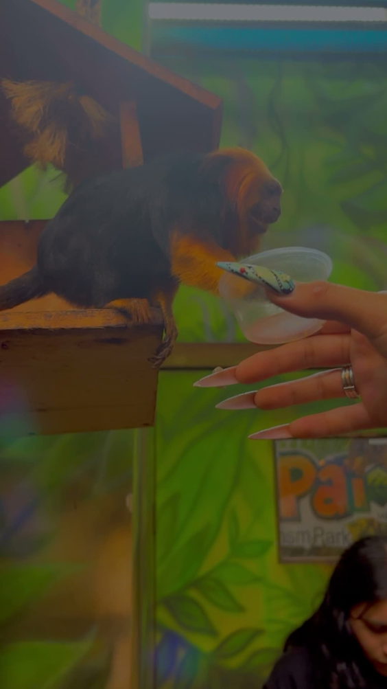 Paipai Zoo