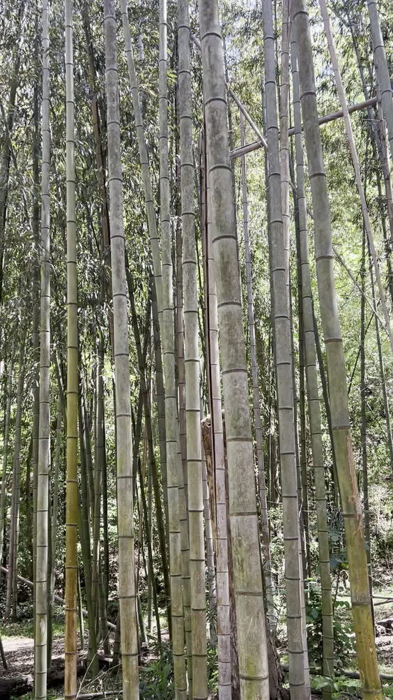 Bamboo Forest on the Chattohoochee