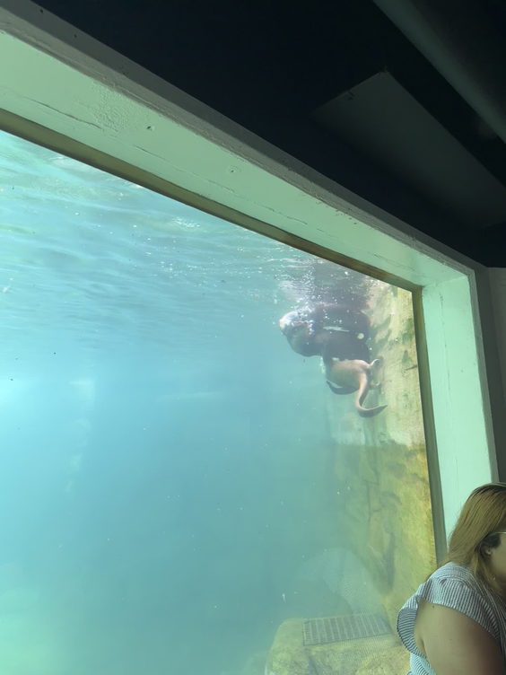Shark Reef Restaurant At The Aquarium