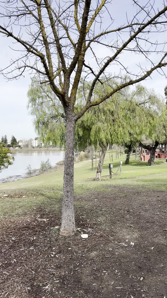 Almaden Lake Park