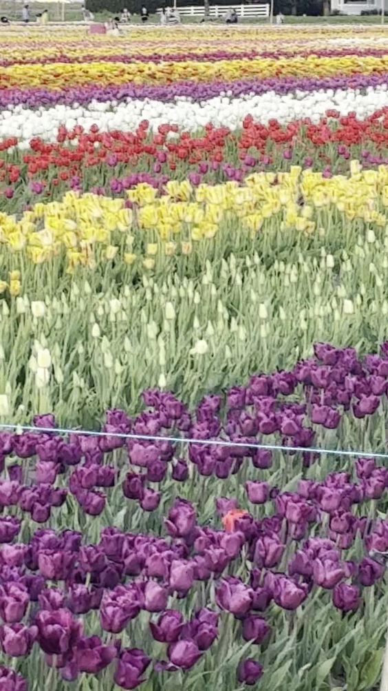 Lakeland Flowers