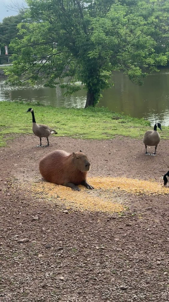 Lake Tobias Wildlife Park