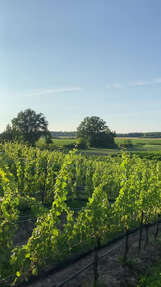 Ravine Vineyard Estate Winery