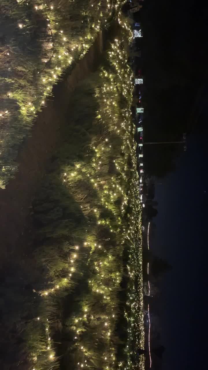 Lavendar Nights