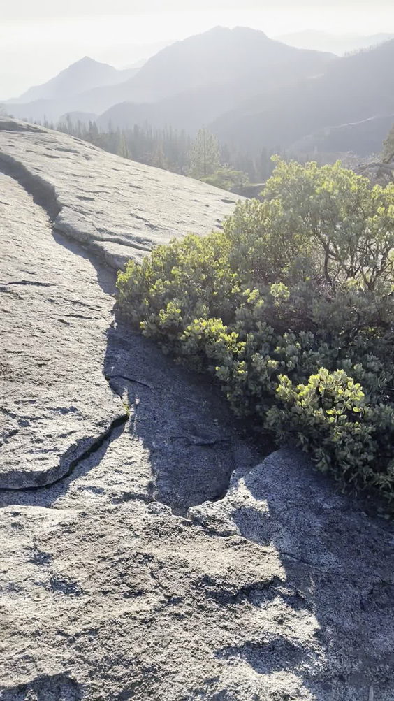 Beetle Rock