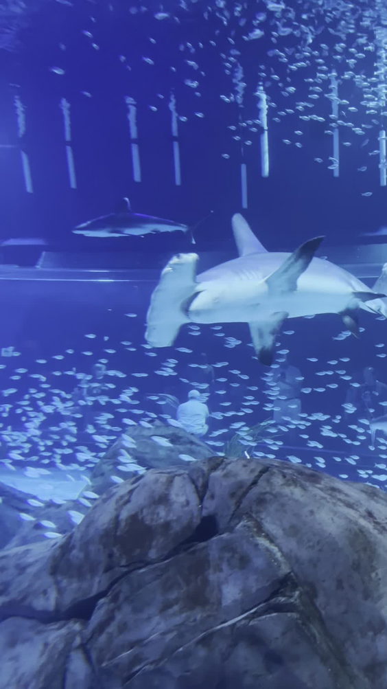 Georgia Aquarium