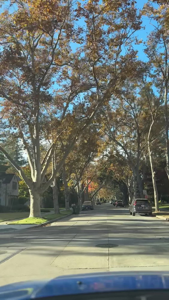 Christmas Tree Lane