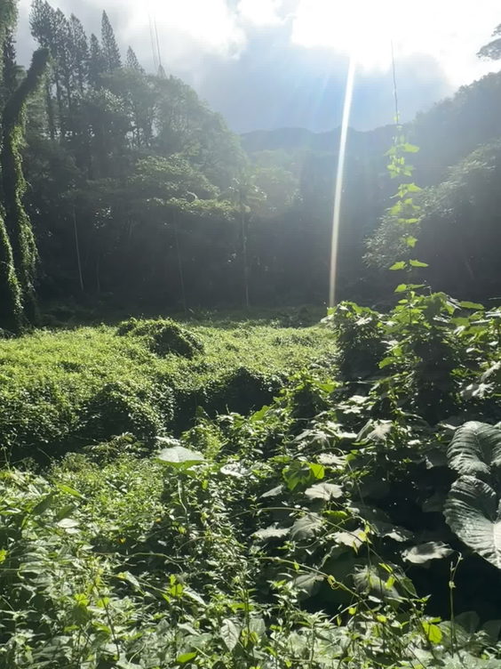 Wailele Manoa