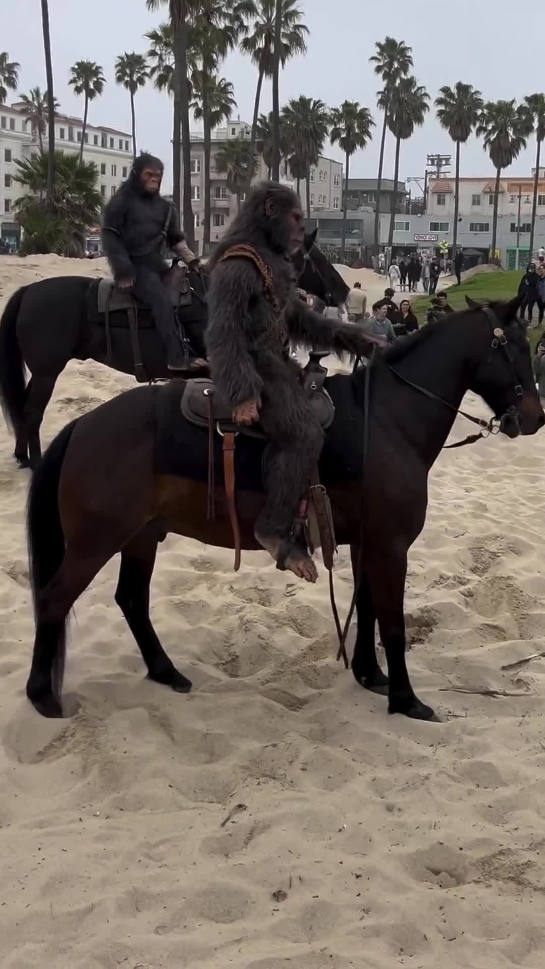 Video review of Venice Beach