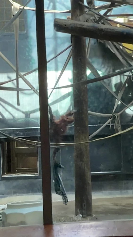 Henry Vilas Zoo