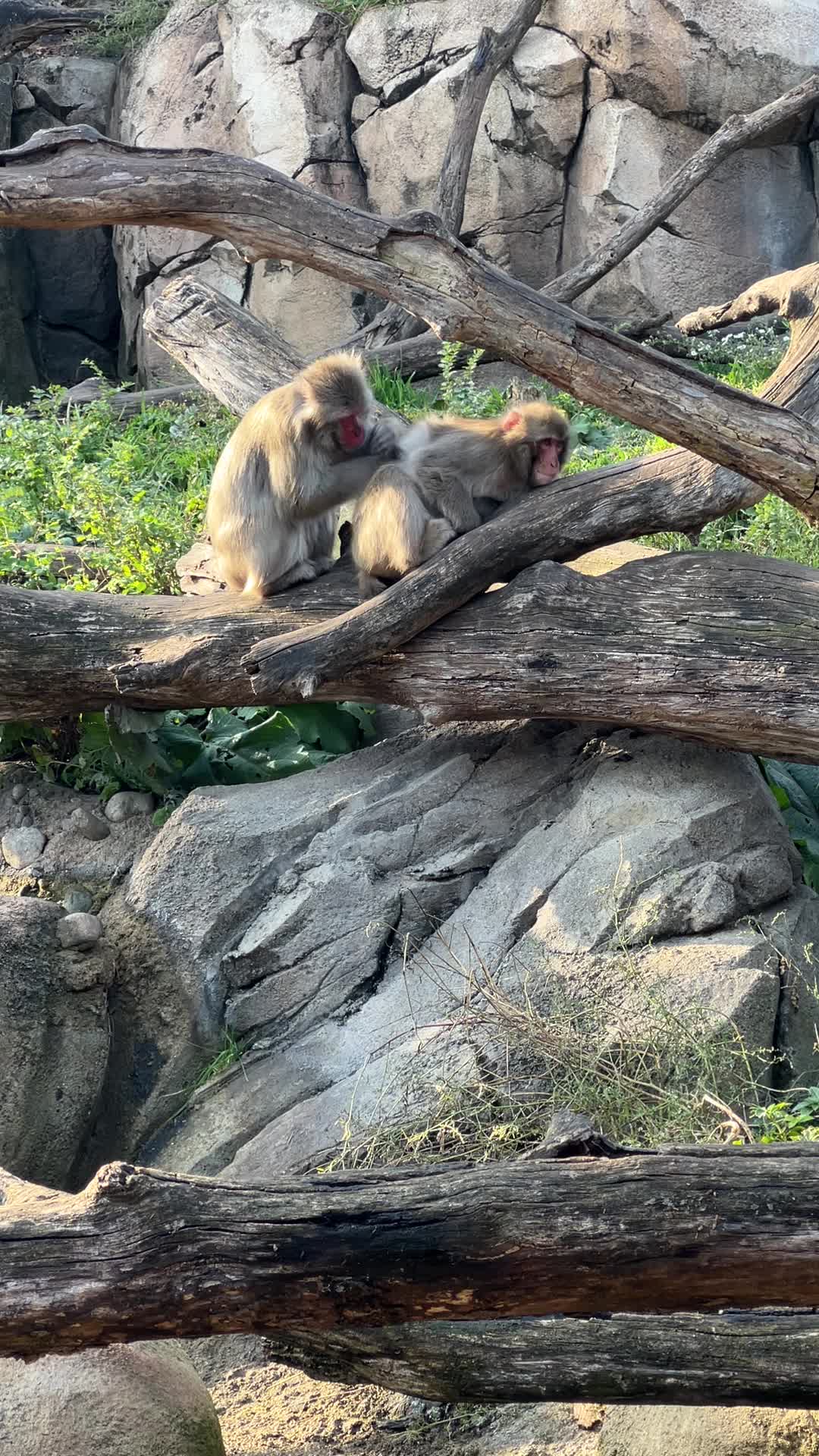 Video review of Lincoln Park Zoo
