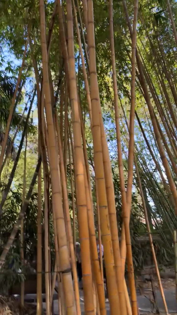 San Diego Zoo