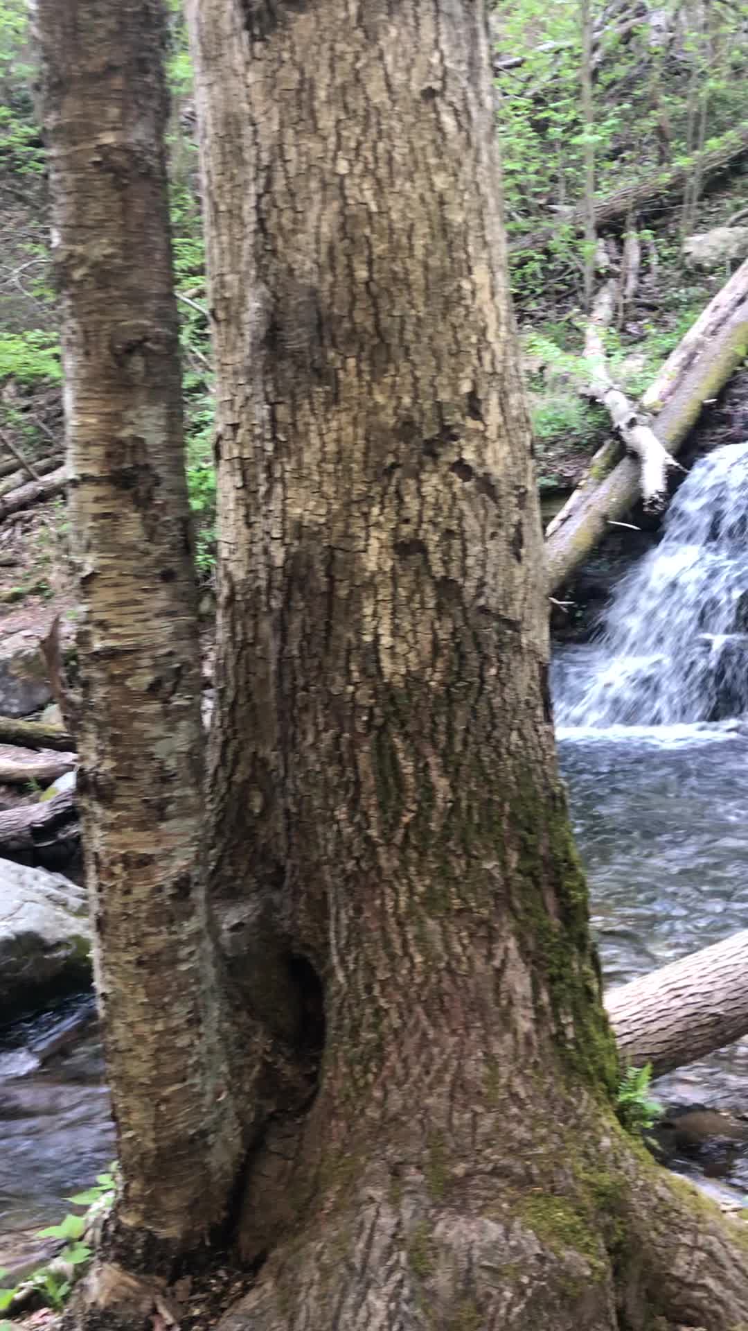 Mount Tammany