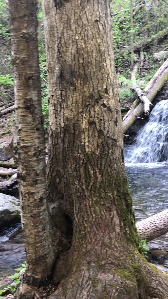 Mount Tammany