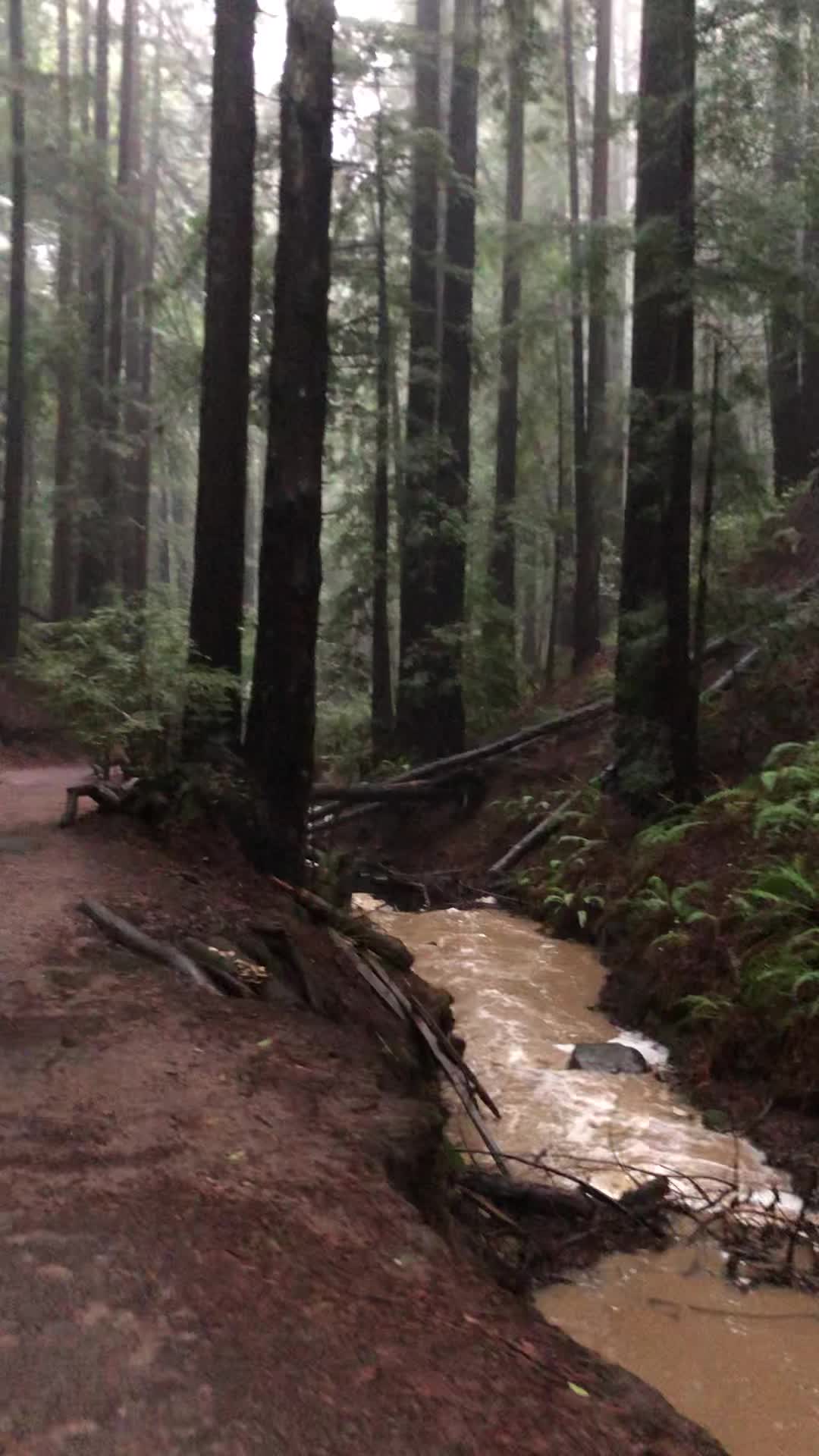 Reinhardt Redwood Regional Park