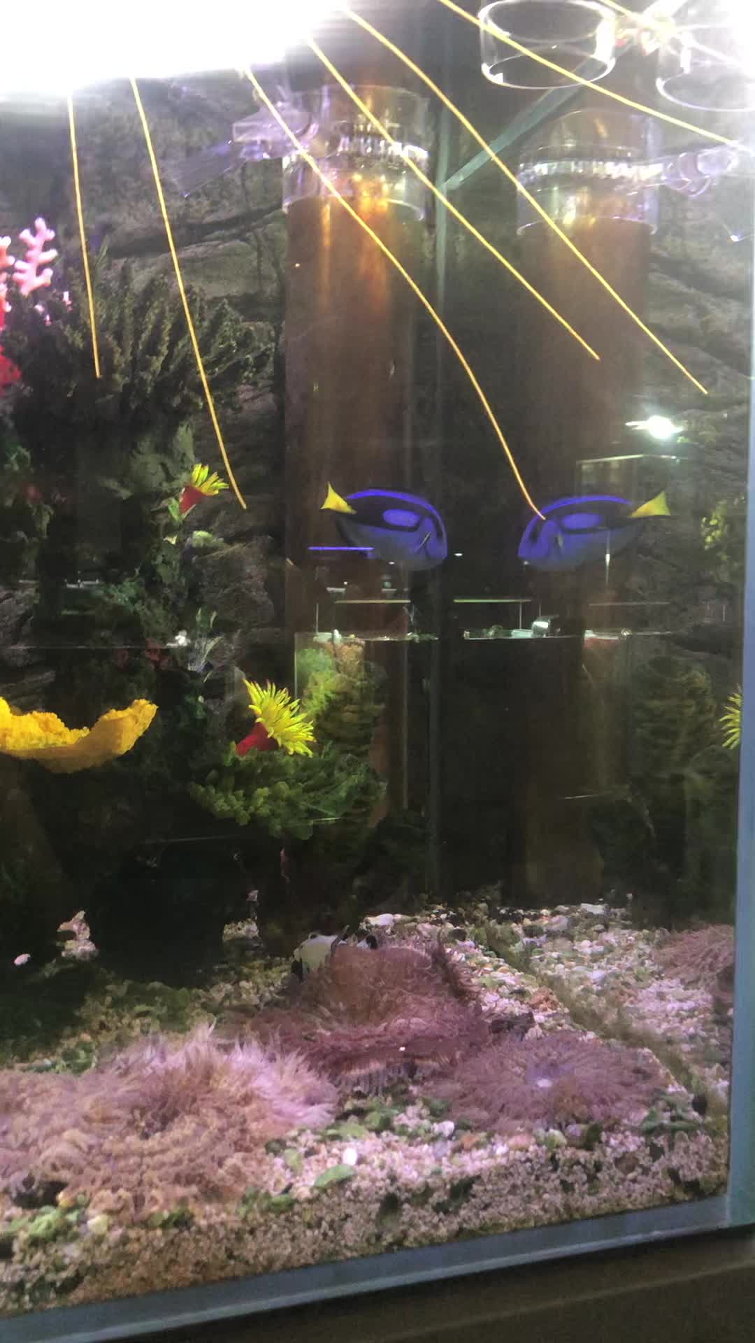 Aquarium Paradise