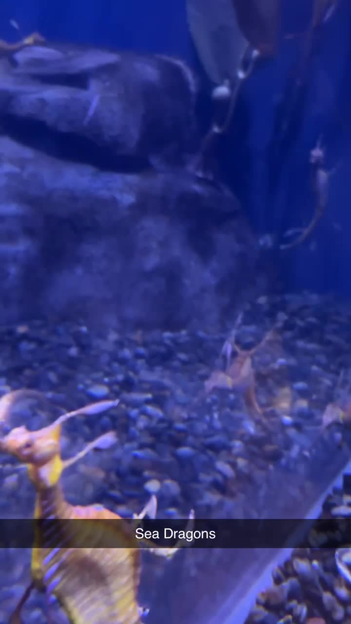 Georgia Aquarium