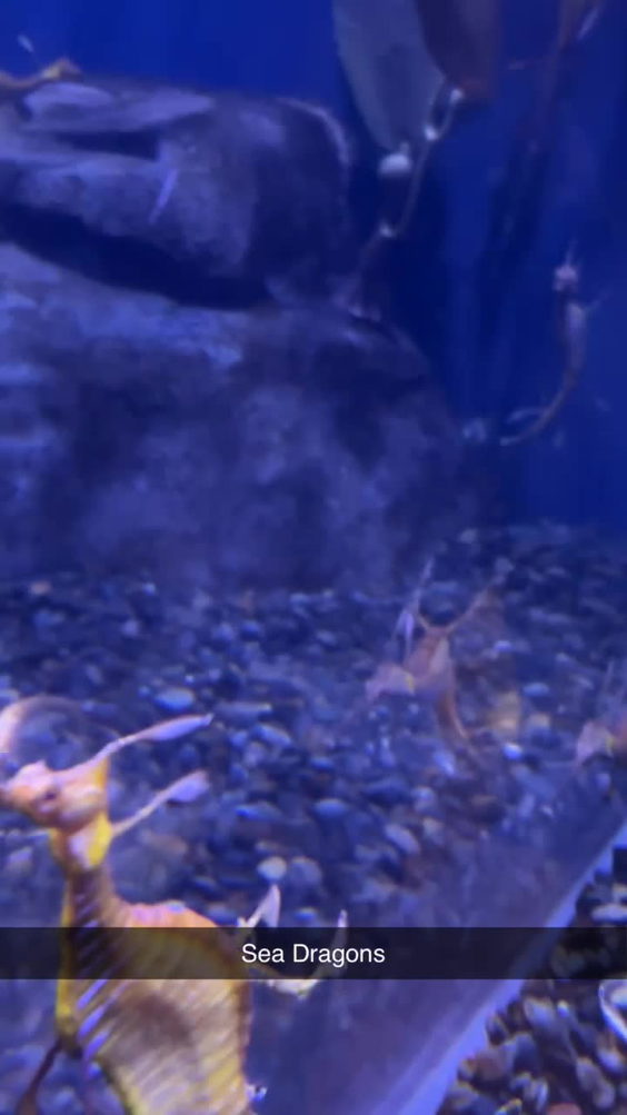 Georgia Aquarium